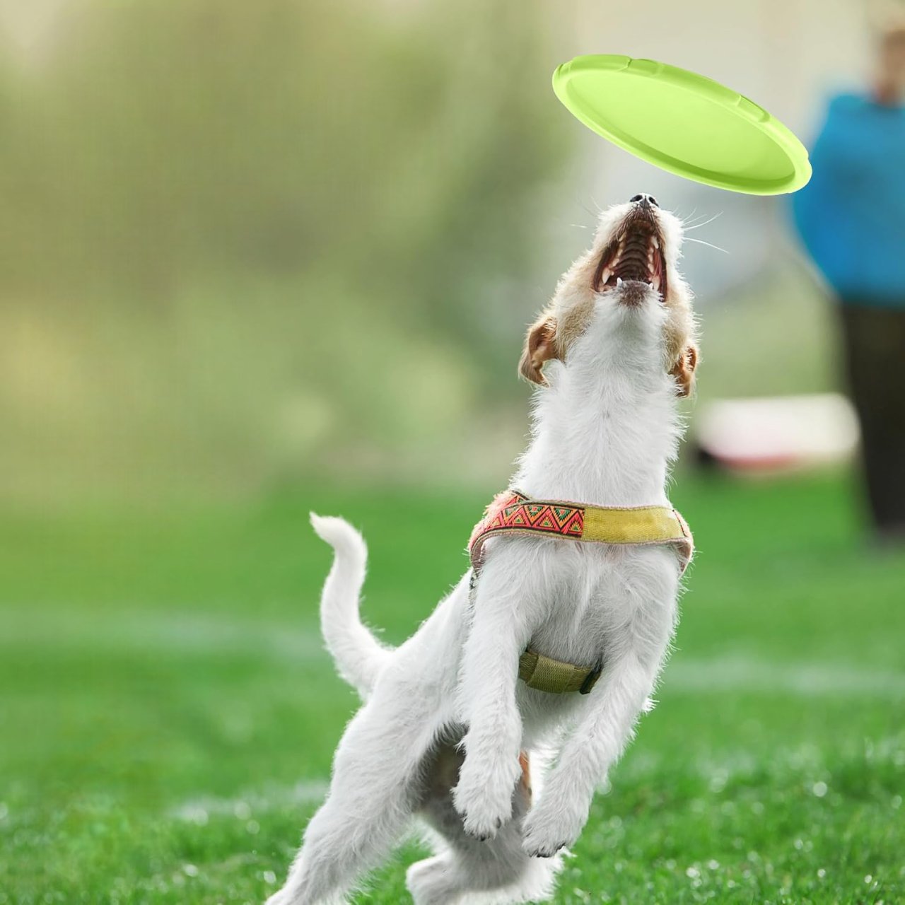 Frisbee Chien - FlyingDiscToys™ - Vert - Univers Doggy